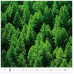 forest h171 008